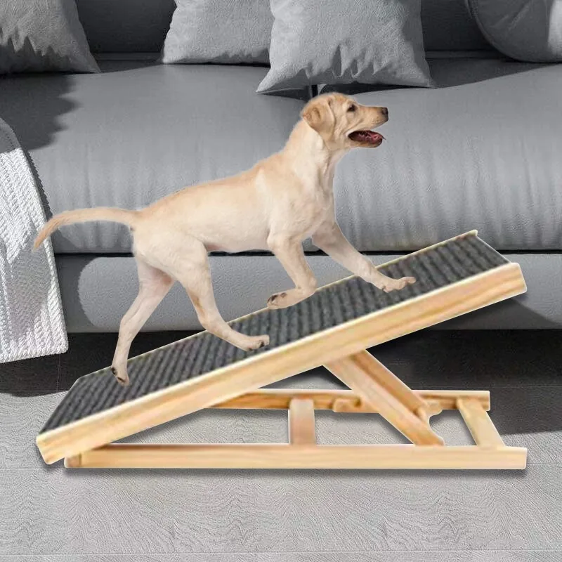 Young Labrador walking up the carpeted wooden ramp in front of a grey sofa