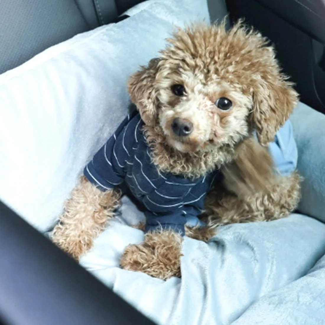 Toy poodle in a striped top sitting in the grey plush booster seat on a car seat